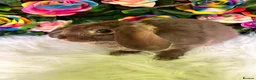Mini Lop rabbits for sale: 🦋 Mini plush lop Babys 🦋 - Advert 3