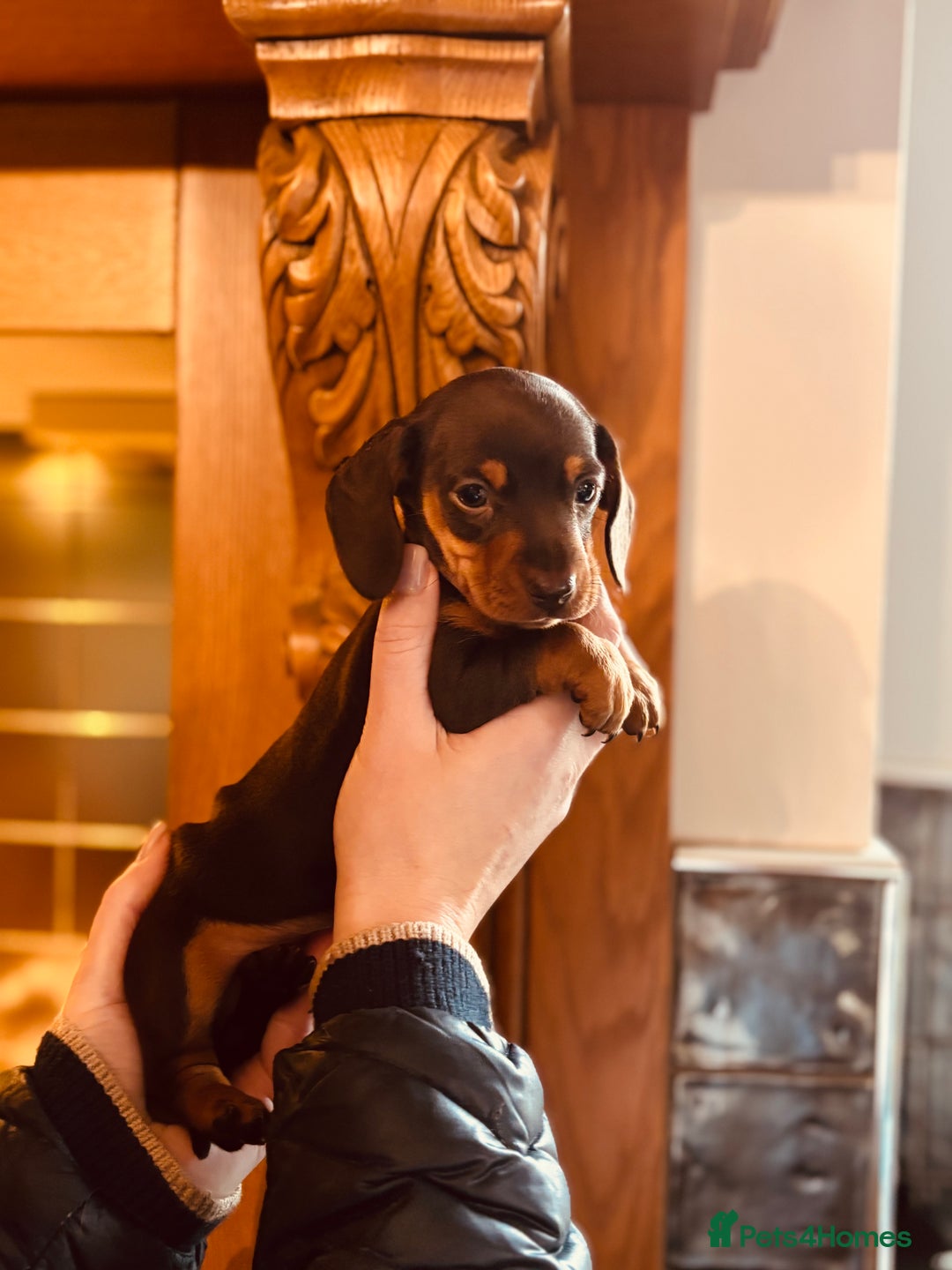 Miniature Dachshund dogs for sale: Stunning Smooth coat mini dashy girl available - Advert 4
