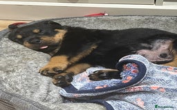 Rottweiler dogs for sale: Stunning large Rottweiler pups - Image 7