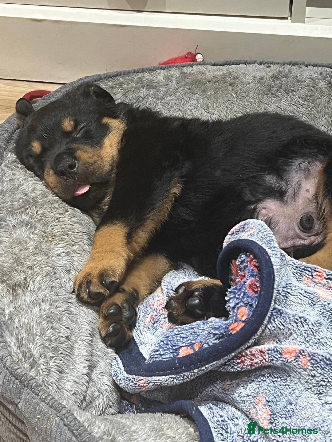 Rottweiler dogs for sale: Stunning large Rottweiler pups - Image 7