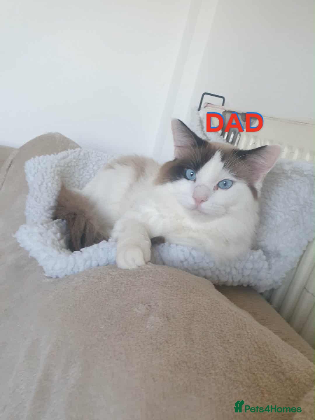 Ragdoll cats for sale: Bicolour ragdoll girls  - Advert 3