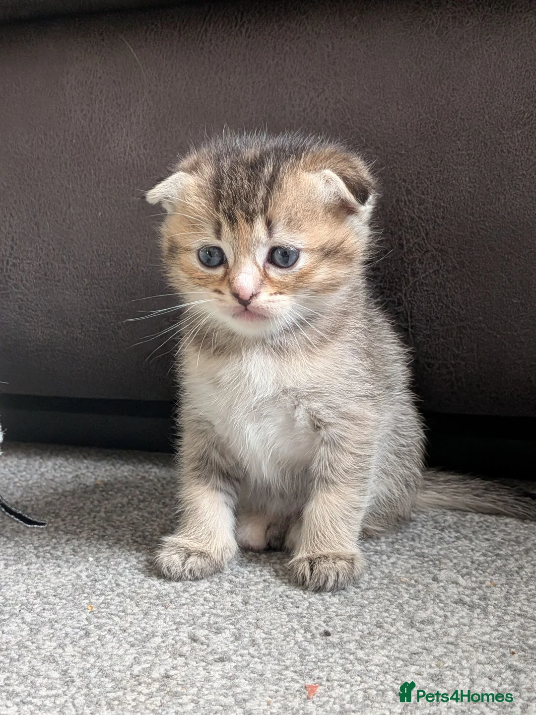 Mixed Breed cats for sale: Ragdoll x Scottish Fold kittens - Advert 18