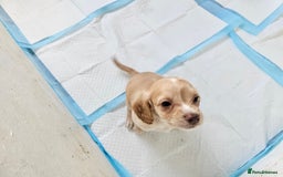 Cockapoo dogs for sale: Cockapoo puppoes - Image 7