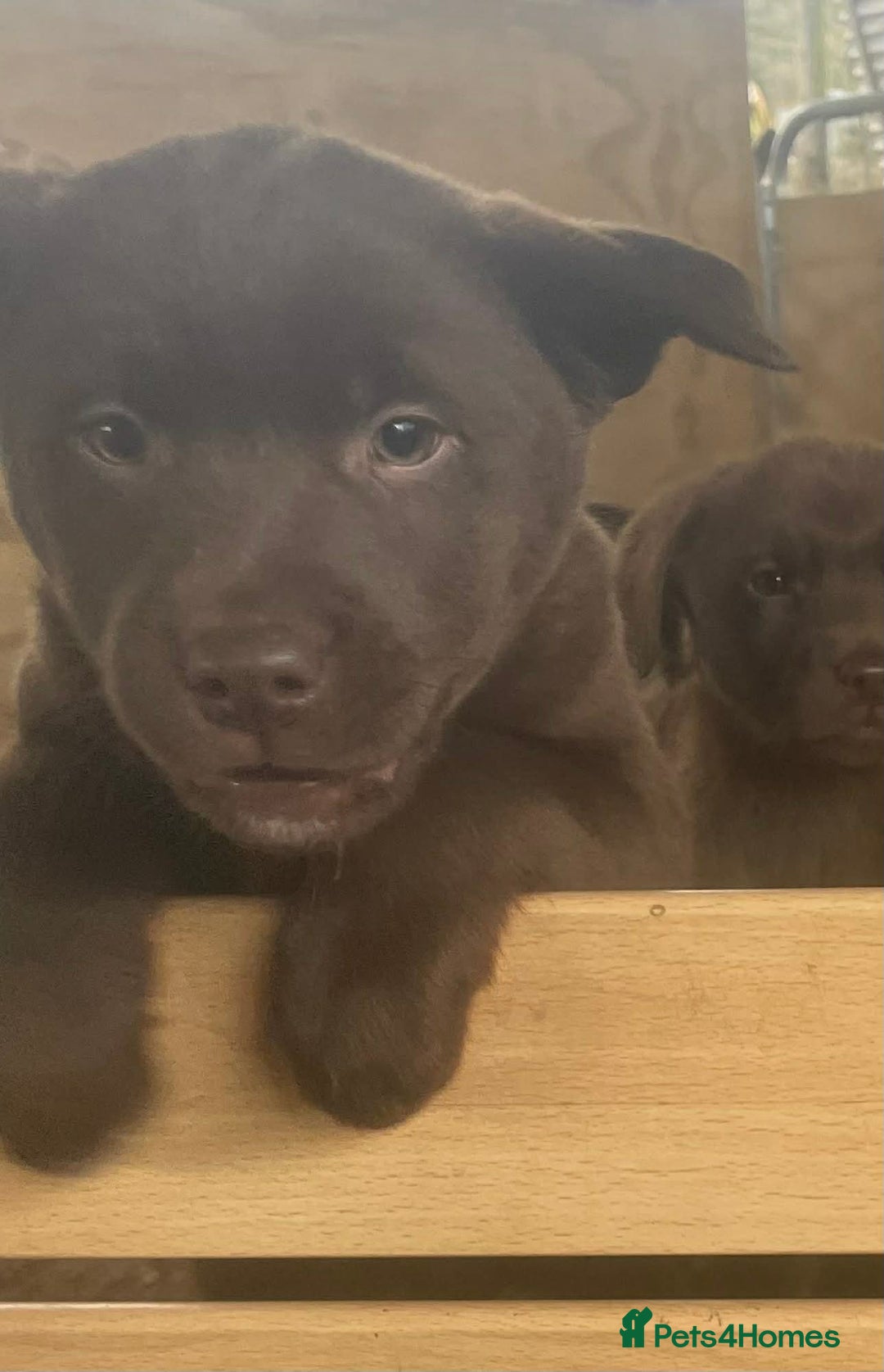 Mixed Breed dogs for sale: Chunky Chocolate Labrador cross Sheepdog - Advert 17