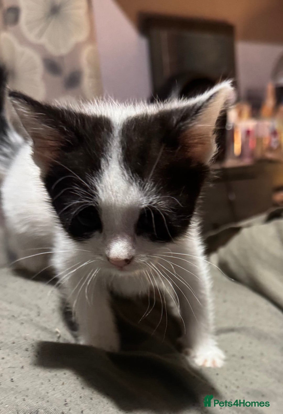Mixed Breed cats for sale: Mixed breed kittens - Image 4