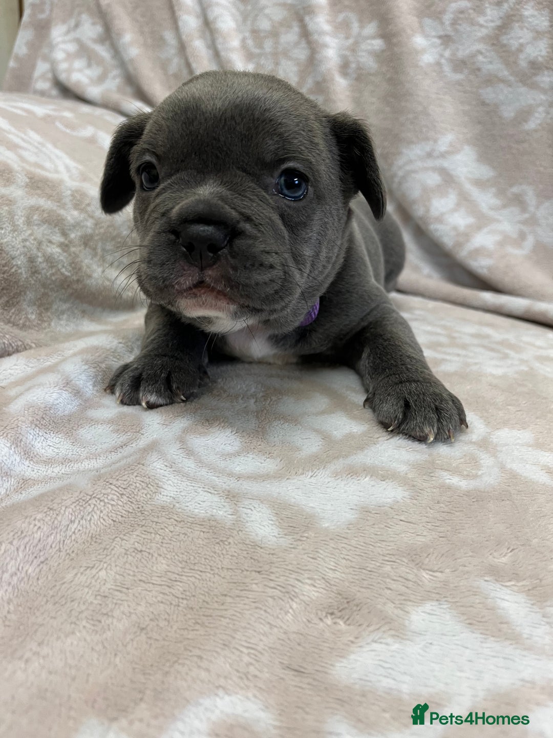 French Bulldog dogs for sale: Lovely Frenchies  - Advert 26