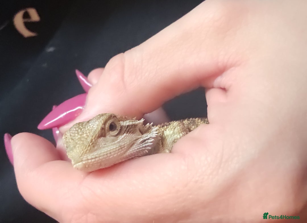 Bearded Dragon reptiles for sale: Bearded dragon & full set up - Advert 3