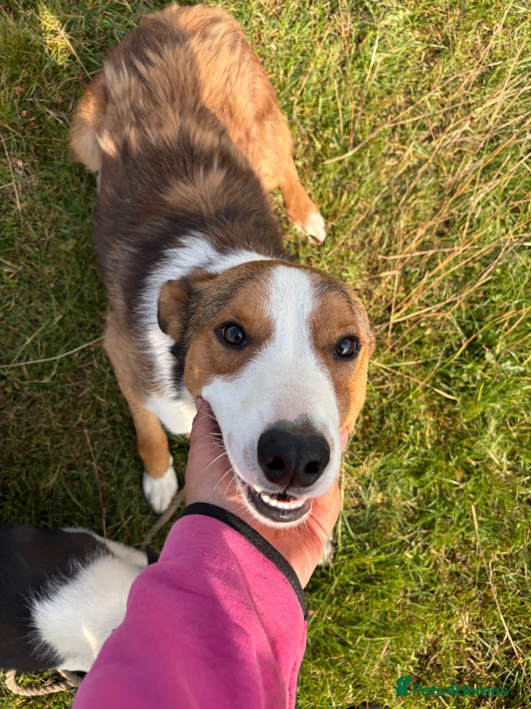 Mixed Breed dogs for sale: Taff - lovely lad looking for active pet home in Barnard Castle - Advert 2