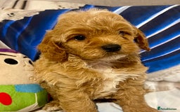Cavapoo dogs for sale: Red cavapoo’s - Image 8