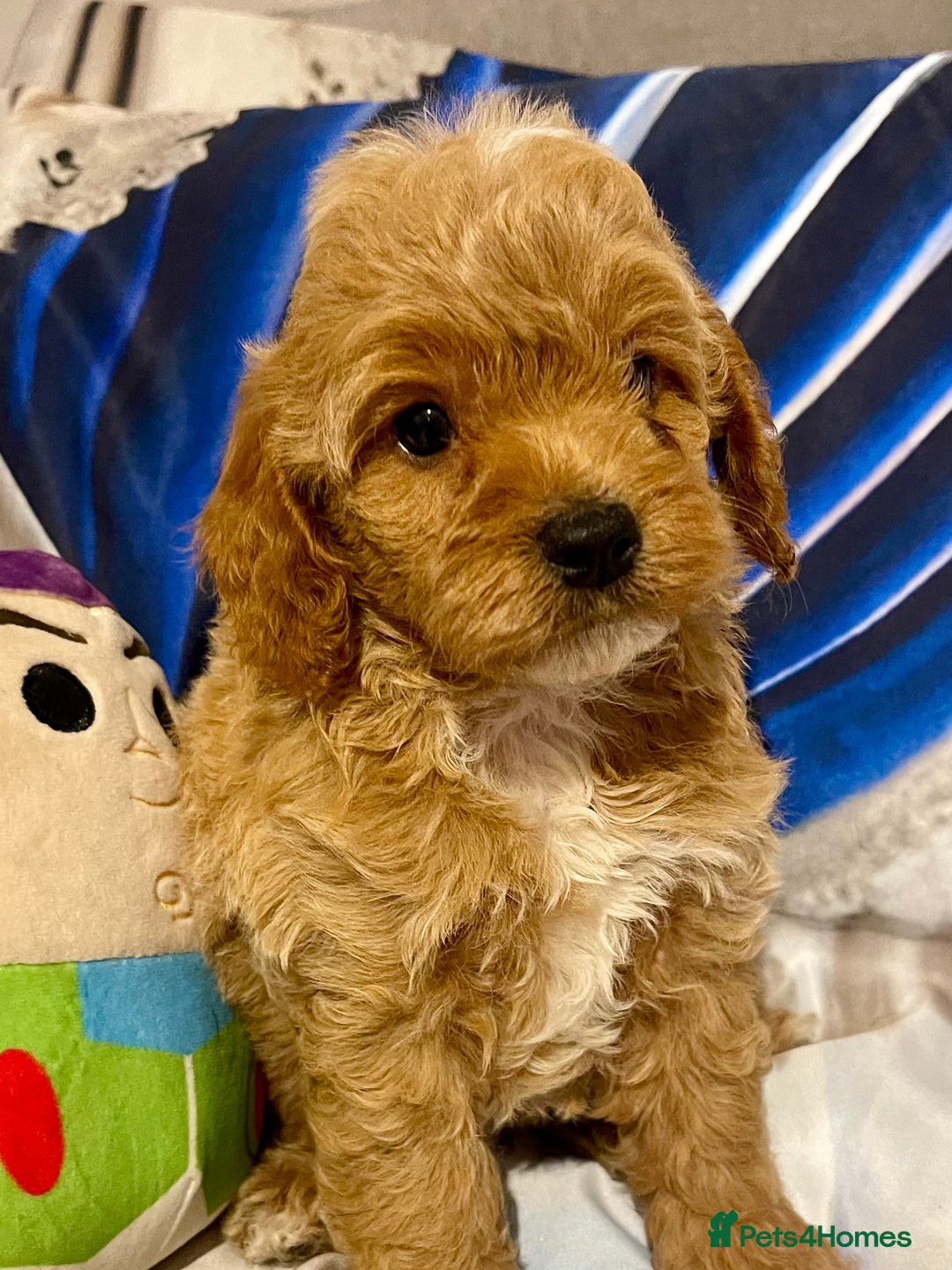 Cavapoo dogs for sale: Red cavapoo’s - Image 8
