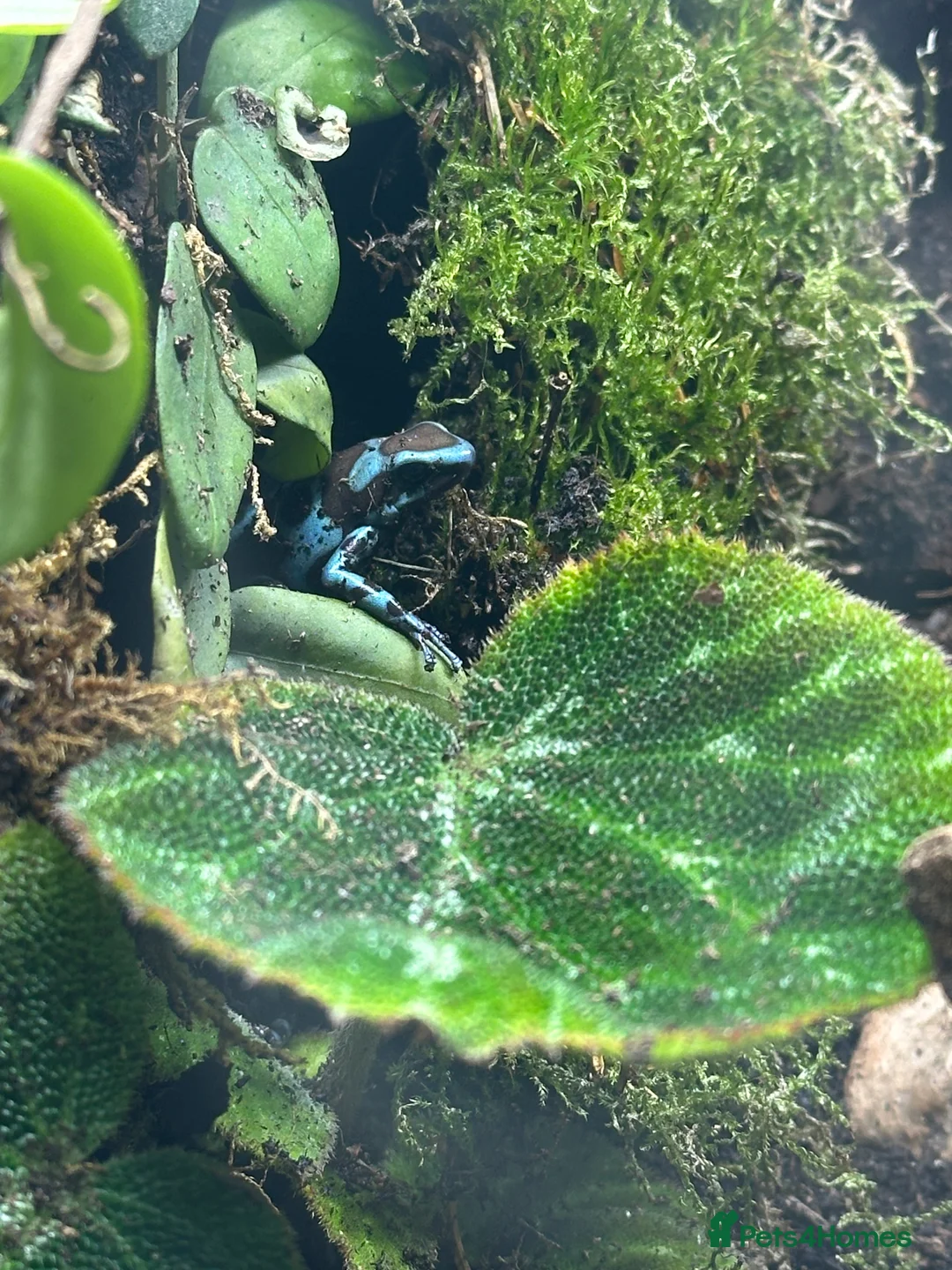 Frog reptiles for sale: Dart frogs and full bio-active set up  - Advert 4
