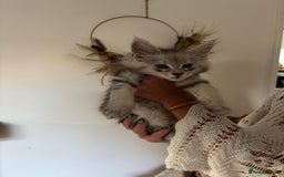 Maine Coon cats for sale: TICA registered Maine coon kittens, shaded lines - Image 2