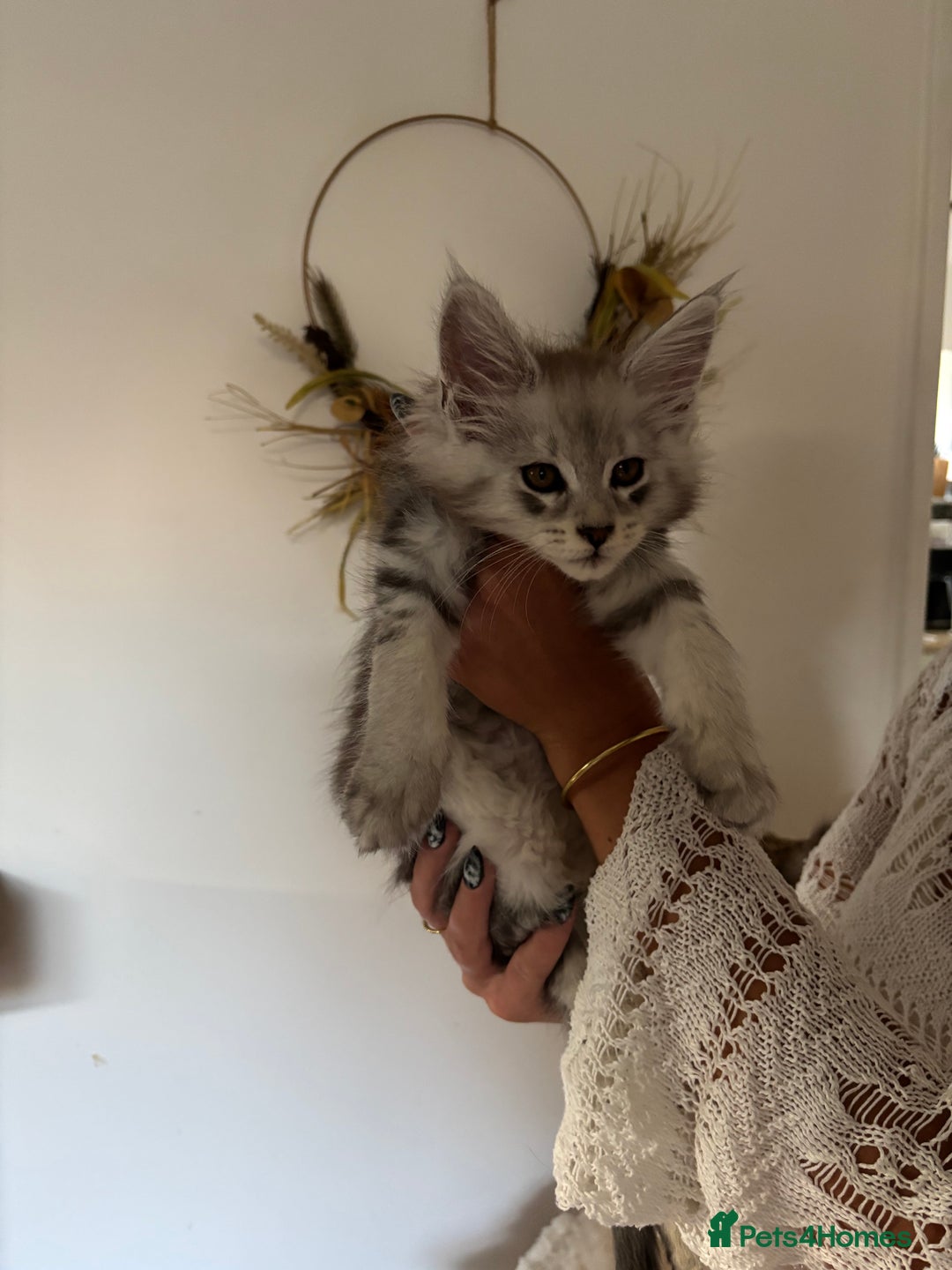 Maine Coon cats for sale: TICA registered Maine coon kittens, shaded lines - Image 2