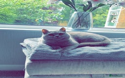 British Shorthair cats for sale: Lilic GCCF registered active champion lines  - Image 38