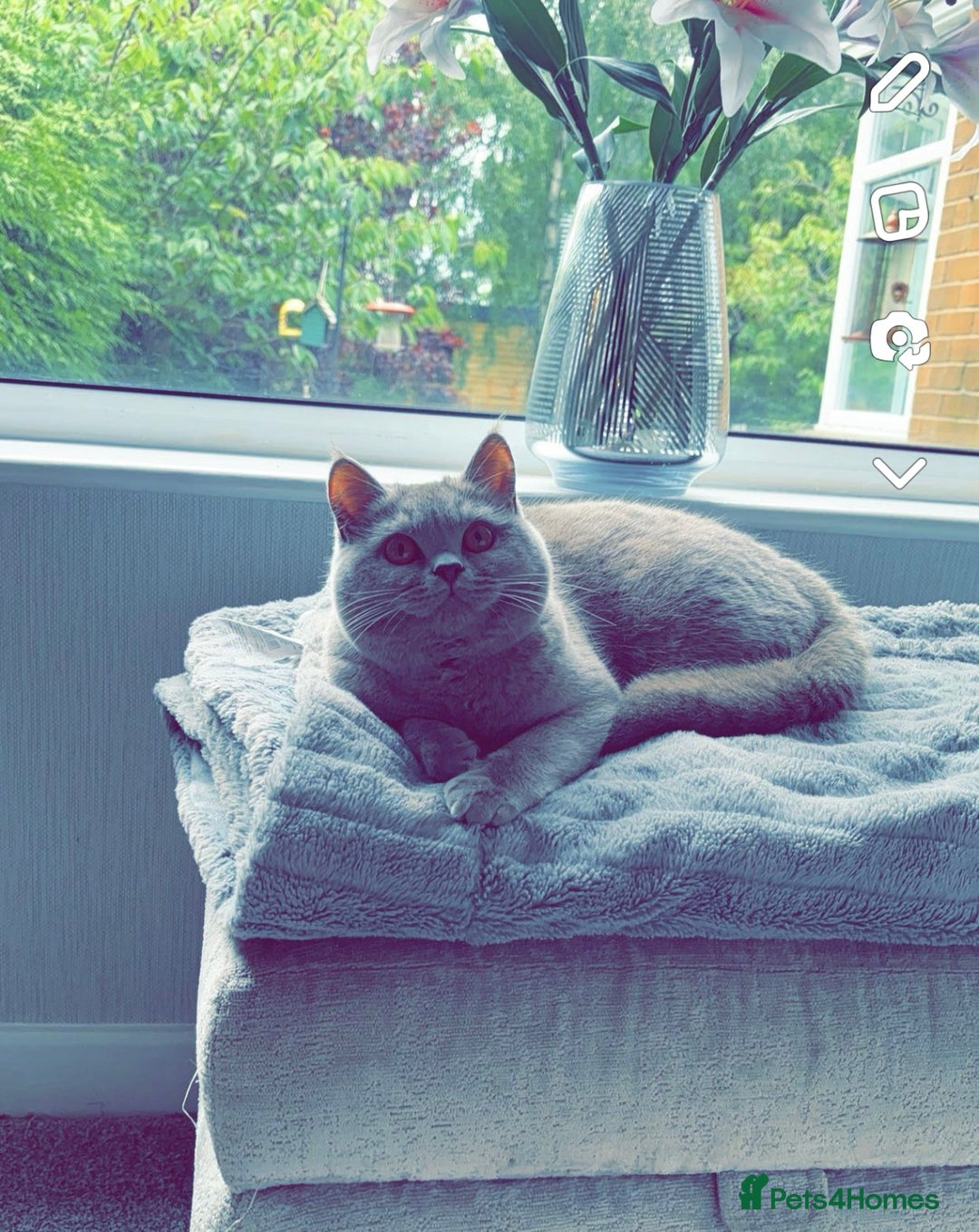 British Shorthair cats for sale: Lilic GCCF registered active champion lines  - Image 38