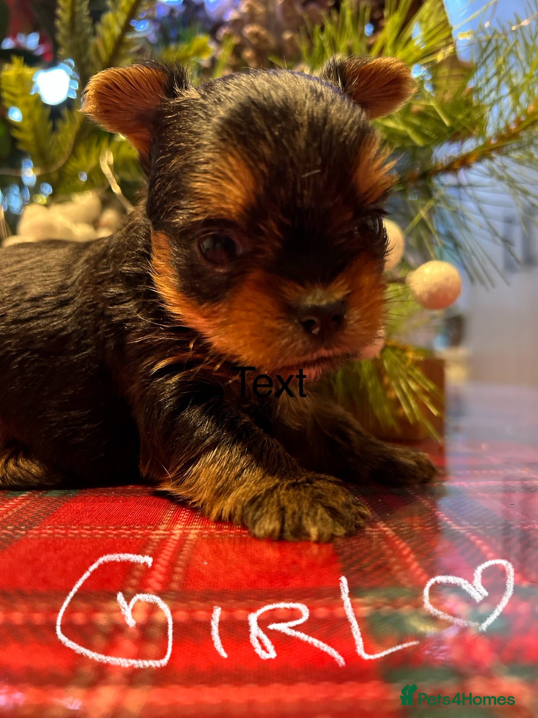 Yorkshire Terrier dogs for sale: Little pedigree yorkie pups - Advert 3