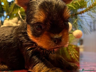 Yorkshire Terrier dogs Little pedigree yorkie pups 🐾 - Advert 6