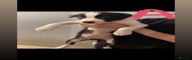 Border Collie Puppy A