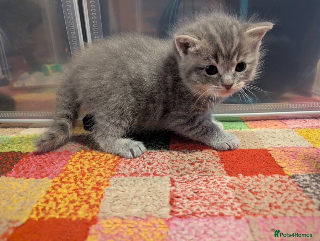 Mixed Breed cats for sale: Beautiful grey silver tabby kittens, ragdoll X Mum - Advert 10