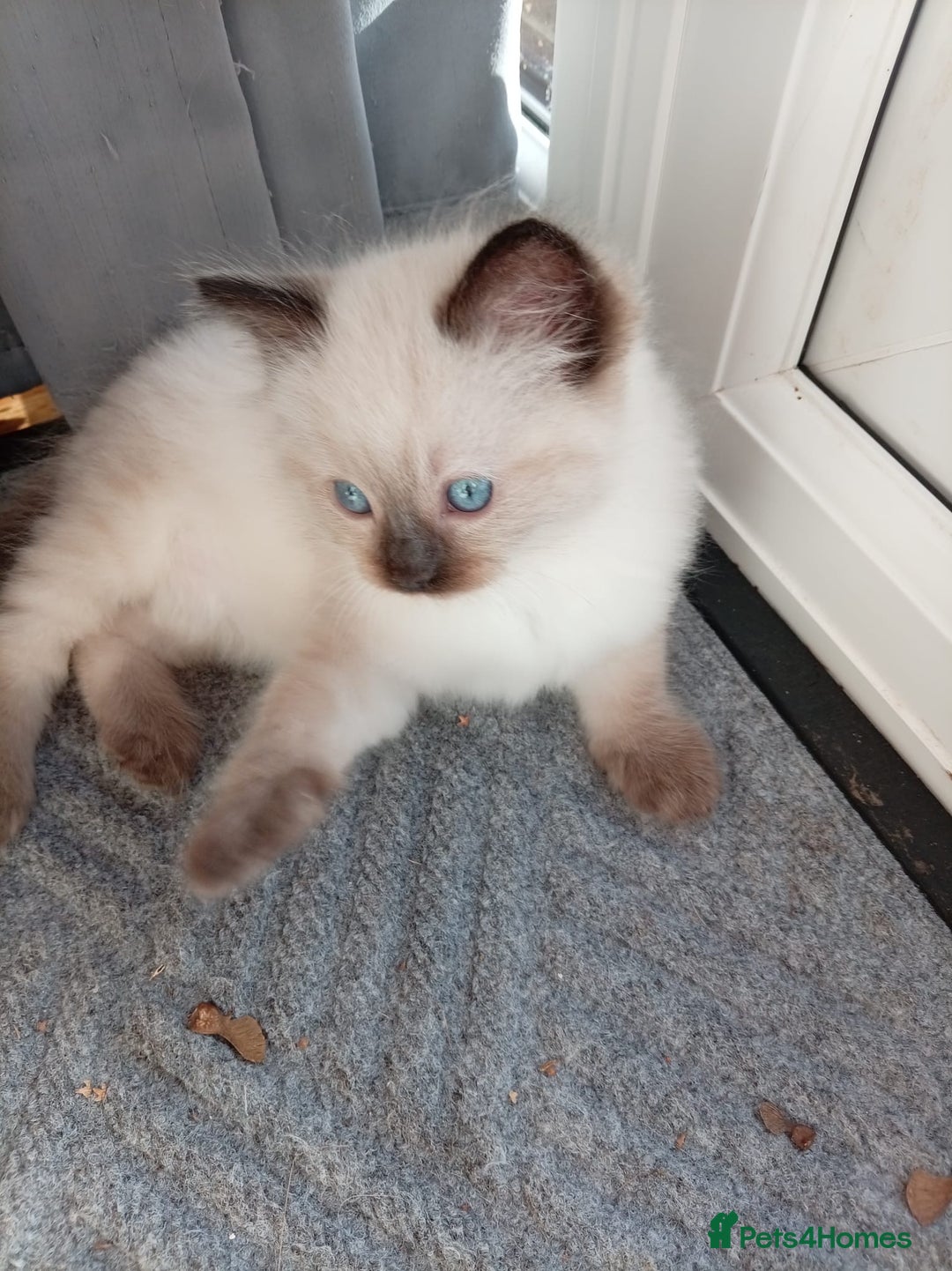 Ragdoll cats for sale: Ragdoll kittens - Advert 3