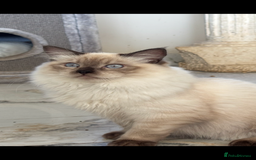 Ragdoll cats for sale: TICA DNA tested 5 Gen Pedigree  - Image 13