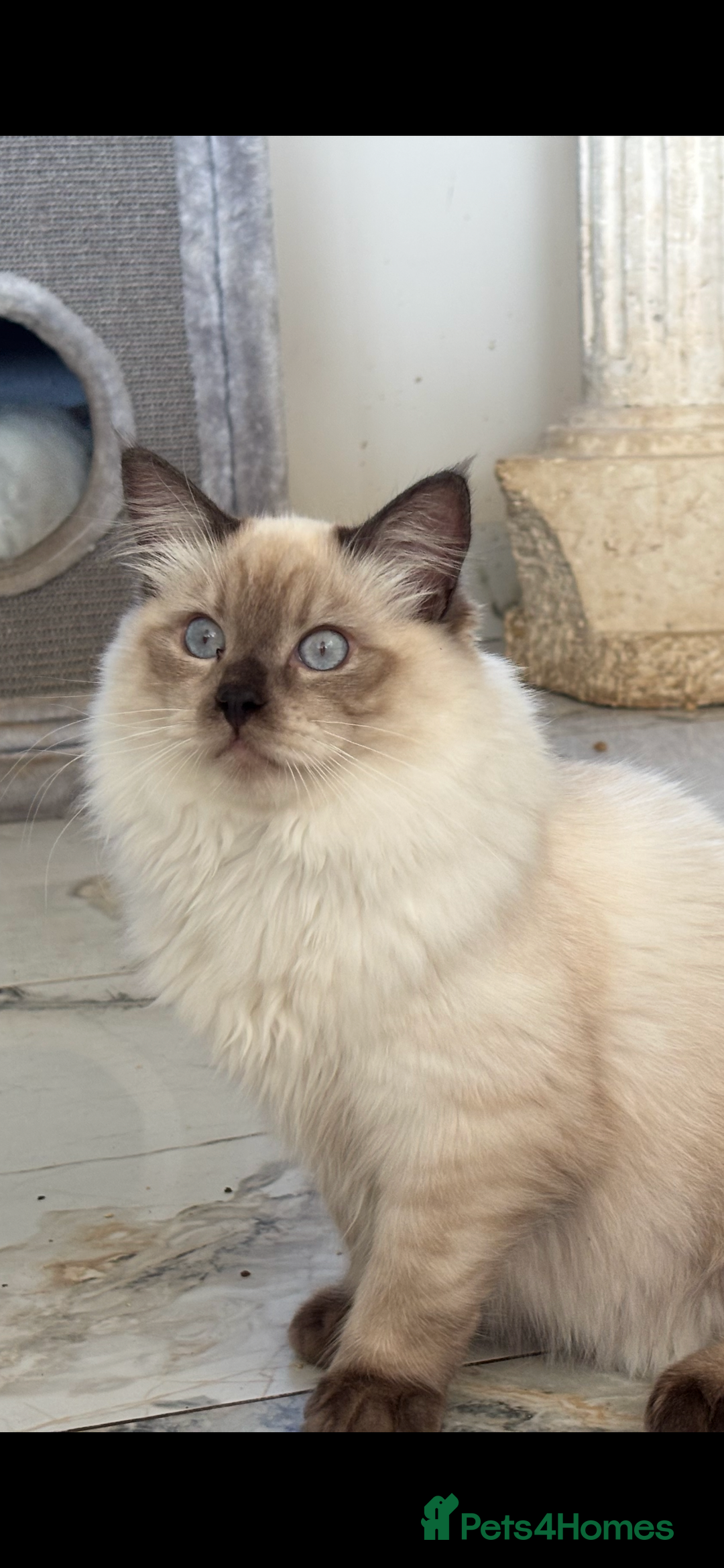Ragdoll cats for sale: TICA DNA tested 5 Gen Pedigree  - Image 13