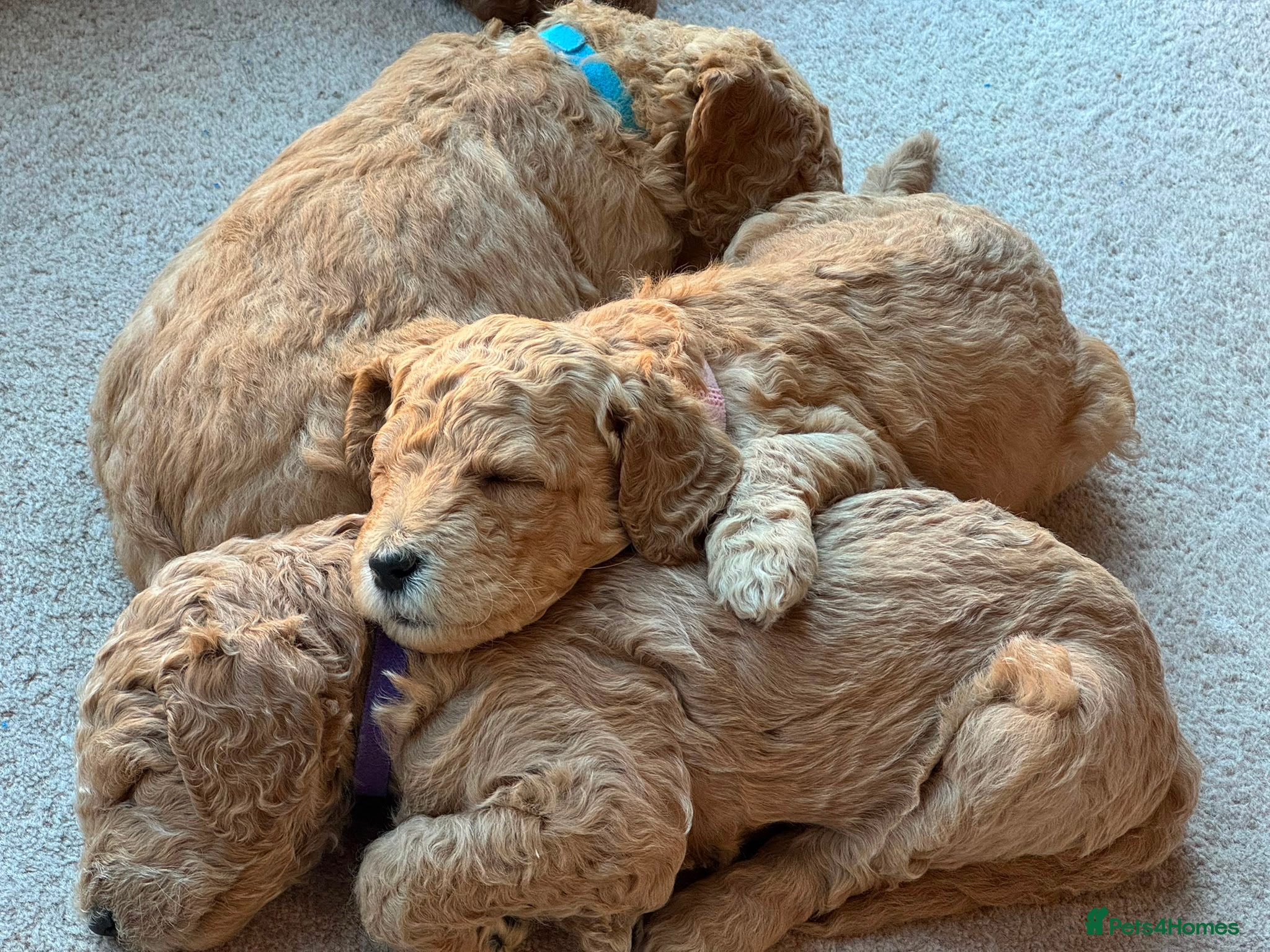 Goldendoodle dogs Stunning Goldendoodle Puppies - Advert 1