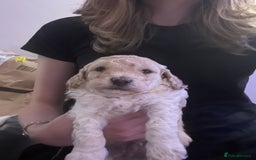 Cockapoo dogs for sale: Adorable F1B Cockapoo Puppies ready 6th November - Image 7