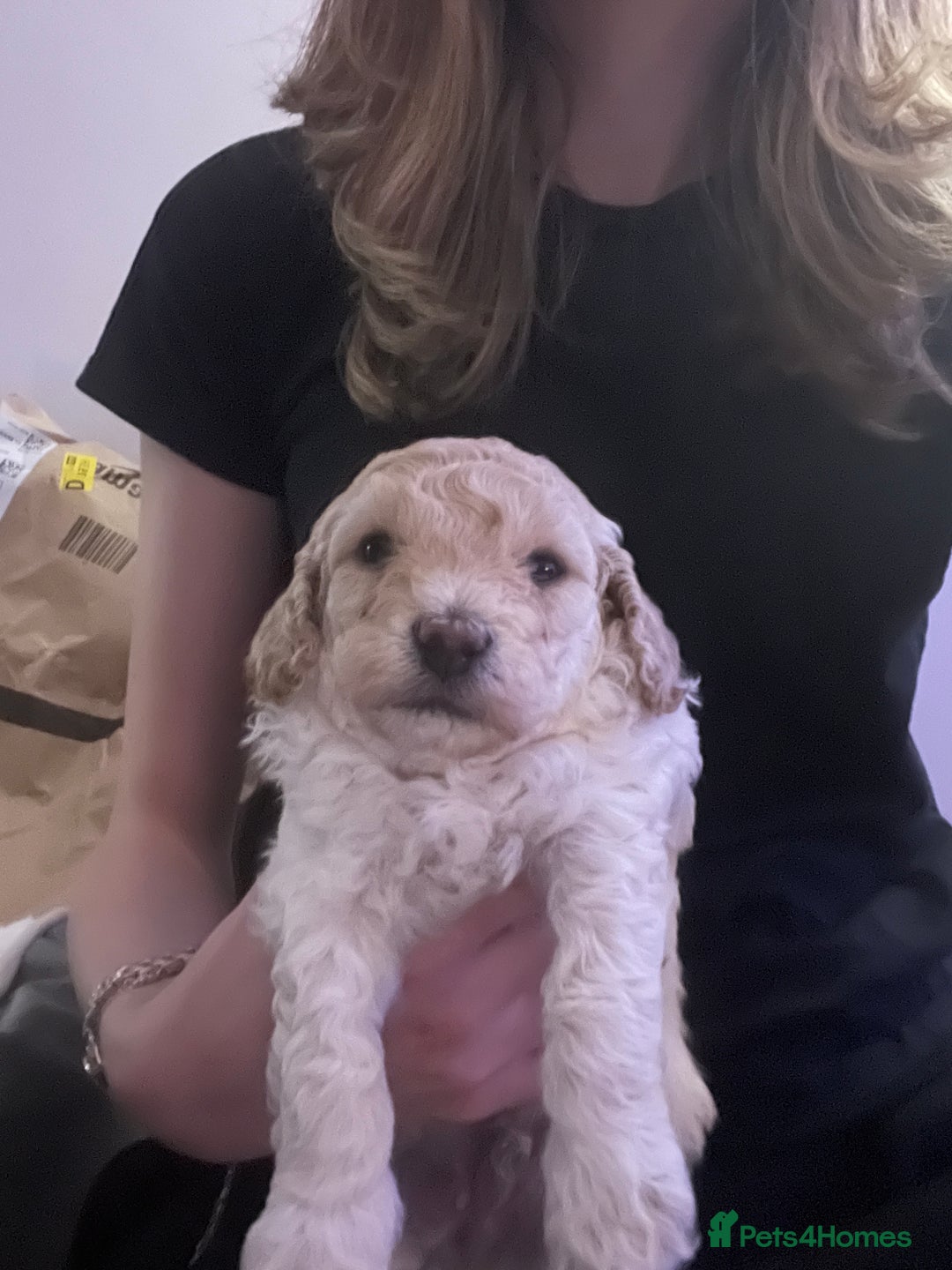 Cockapoo dogs for sale: Adorable F1B Cockapoo Puppies ready 6th November - Image 7