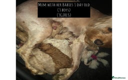 Cavapoo dogs for sale: STUNNING F1b cavapoos READY NOW  - Image 13
