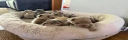 French Bulldog dogs for sale: 5 weeks old french bulldog puppies for sale - Advert 12