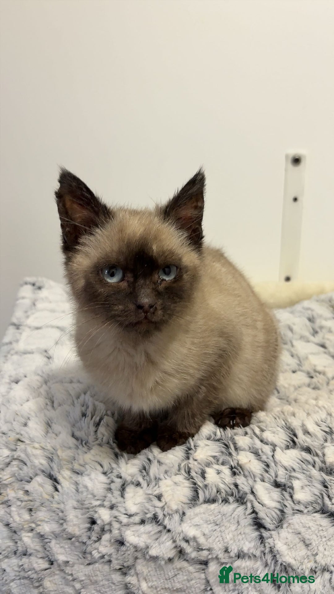 Siamese cats for sale: Purebred female Siamese kitten - Rehoming! - Advert 3