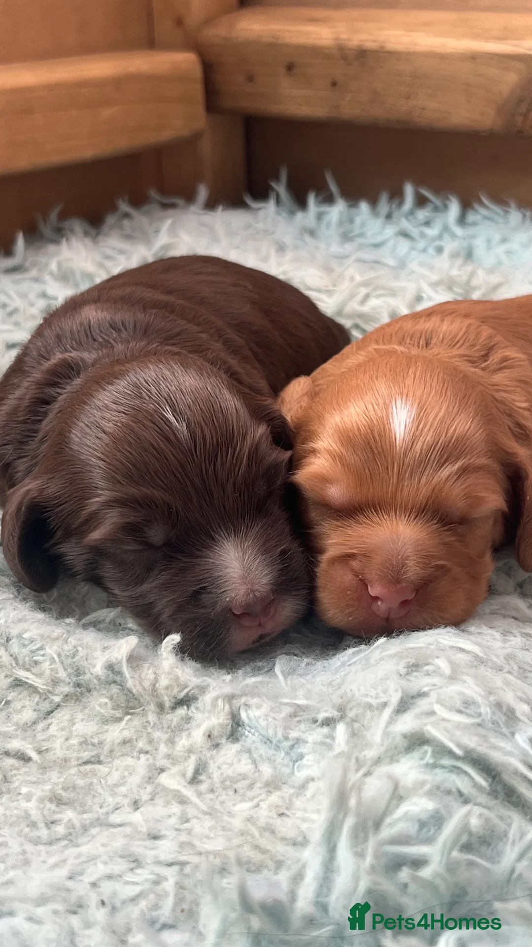 Cocker Spaniel dogs for sale: Well bred Working cocker bitches - Advert 7