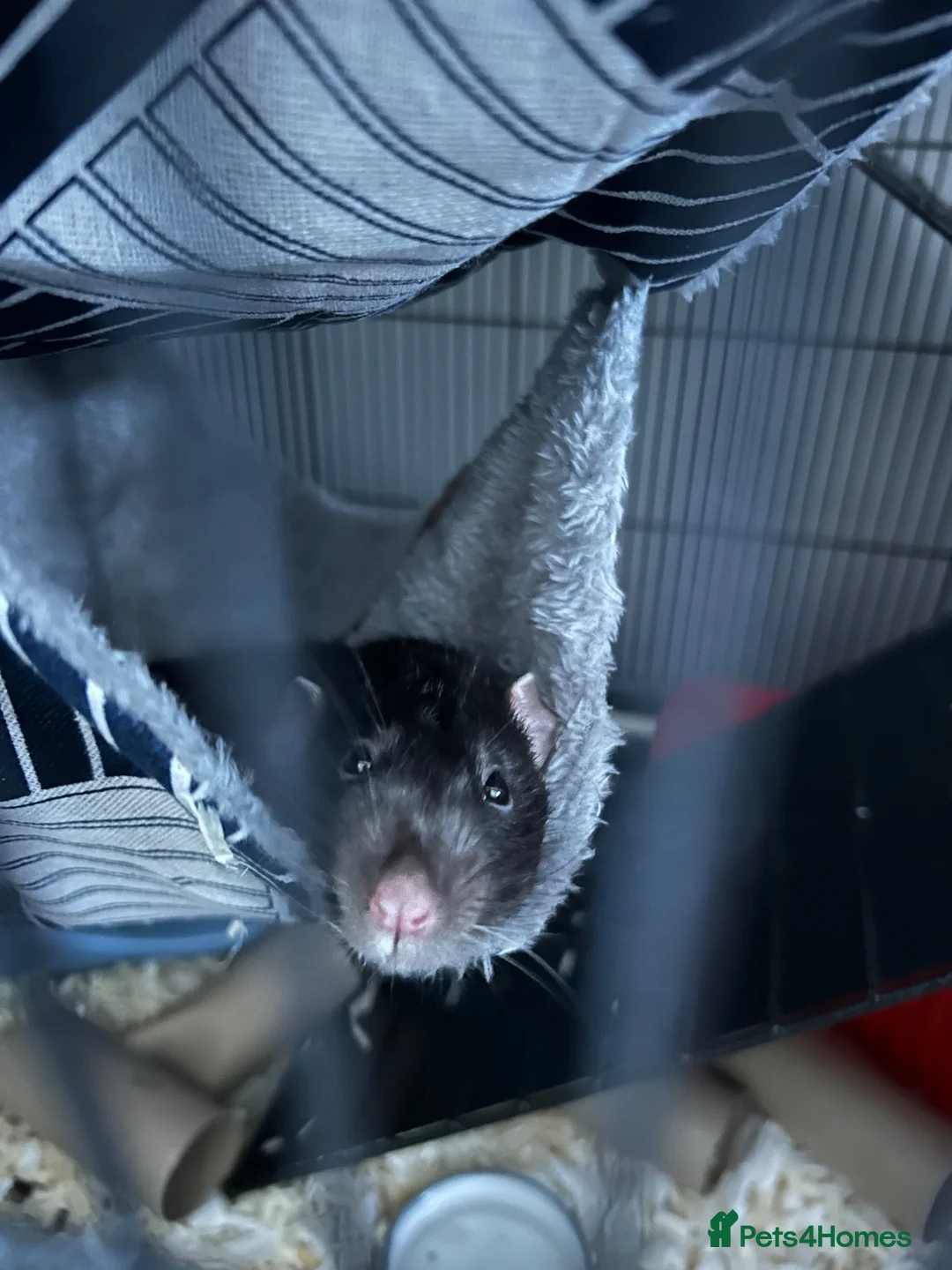 Rat rodents for sale: Two male bonded rats rehoming one year old - Advert 5