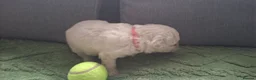 Bichon Frise dogs for sale: Dogs for sale  - Advert 16