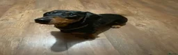 Dachshund dogs for sale: Dog to rehome - Advert 10