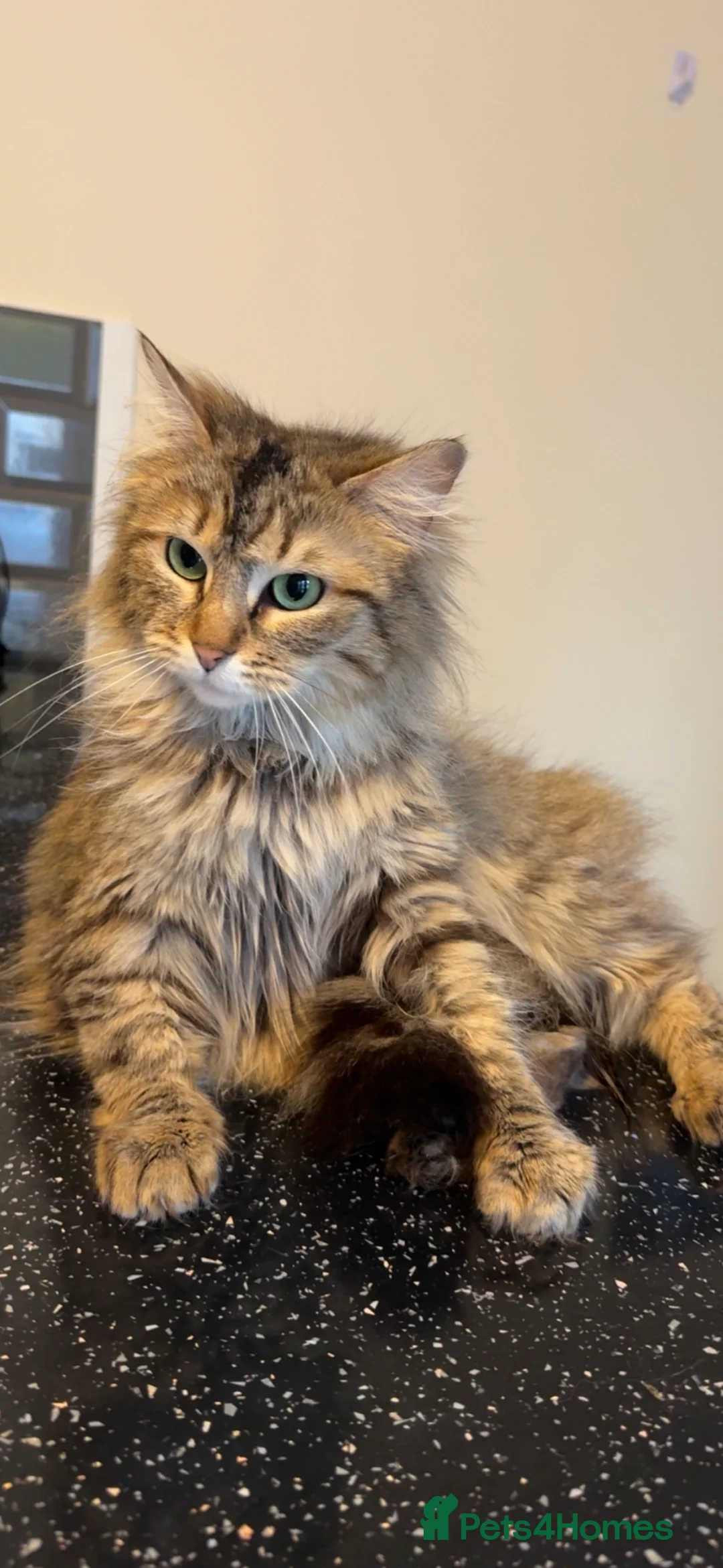 Mixed Breed cats for sale: Siberian x British Shorthair  - Advert 2