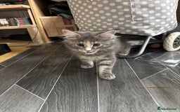Maine Coon cats for sale: Maine Coon kitten TICA registered  - Image 2