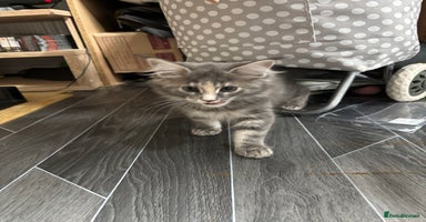 Maine Coon cats - Advert 4