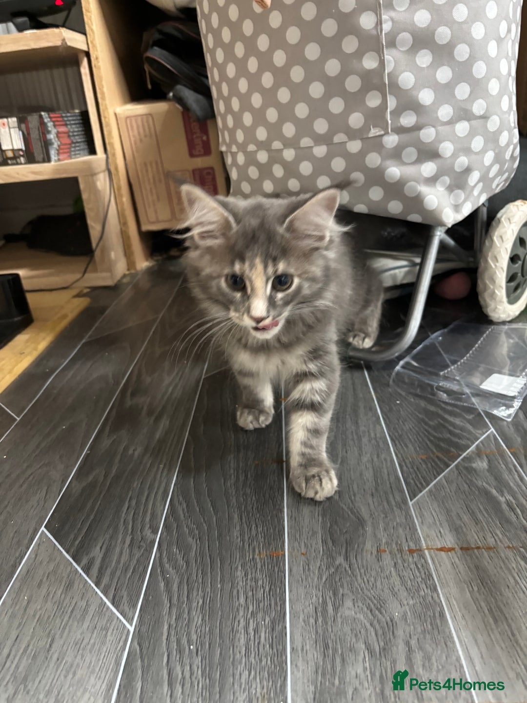 Maine Coon cats for sale: Maine Coon kitten TICA registered  - Image 2