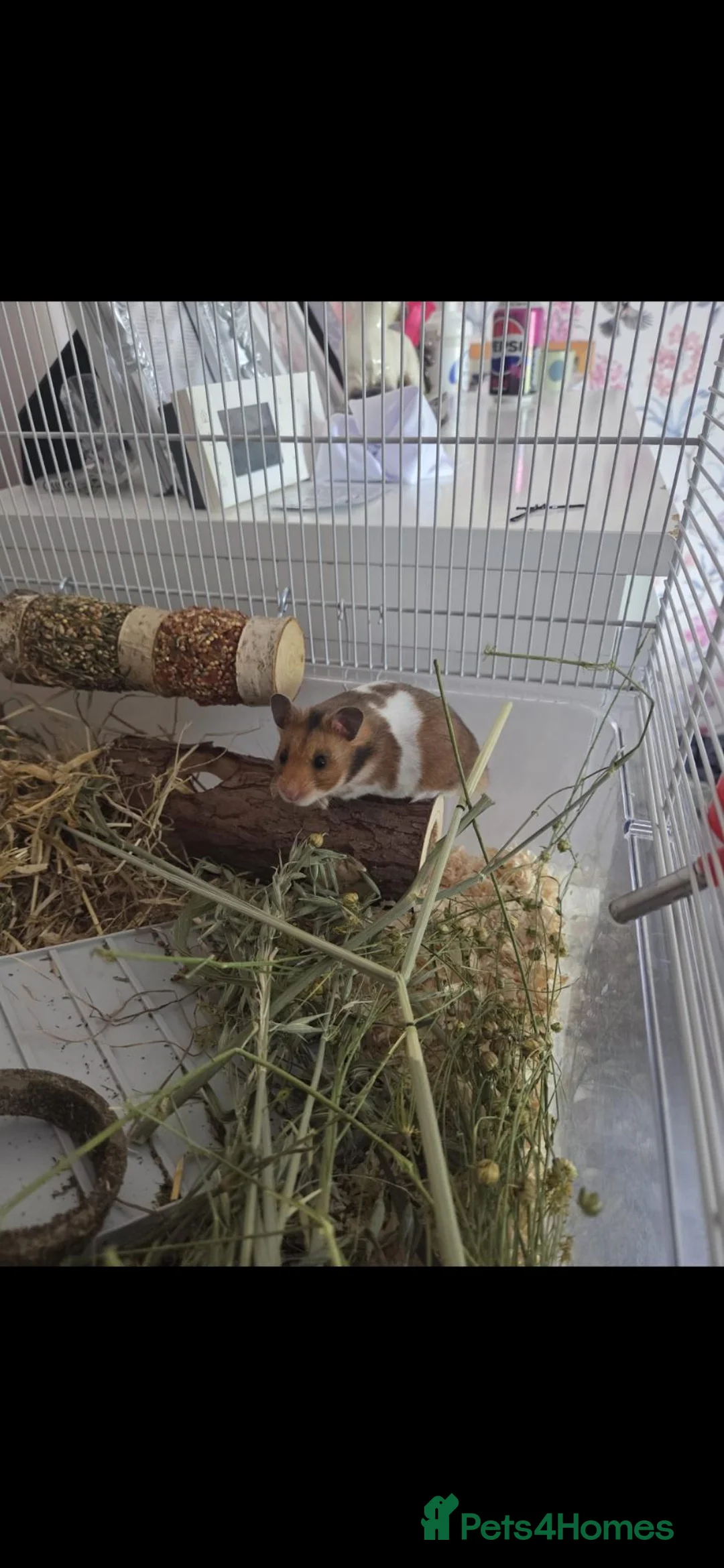 Hamster rodents for sale: Syrian hamster  in Spalding - Advert 2