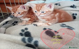 Mixed Breed cats for sale: Kittens gorgeous playful babys - Image 2