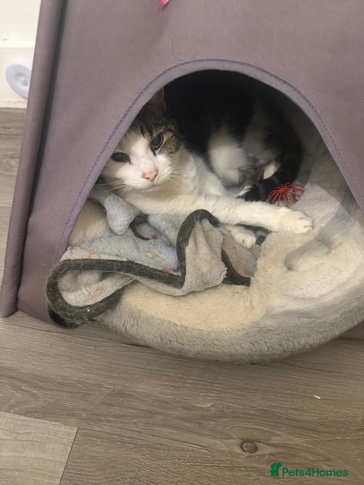 European cats Meet Patch - Advert 3