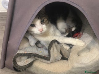 European cats Meet Patch - Advert 1