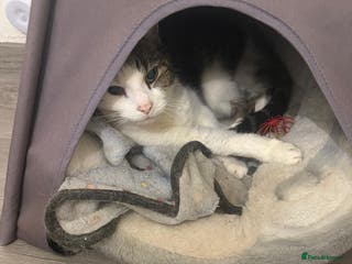 European cats Meet Patch - Advert 3