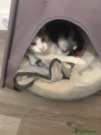 European cats Meet Patch - Advert 1