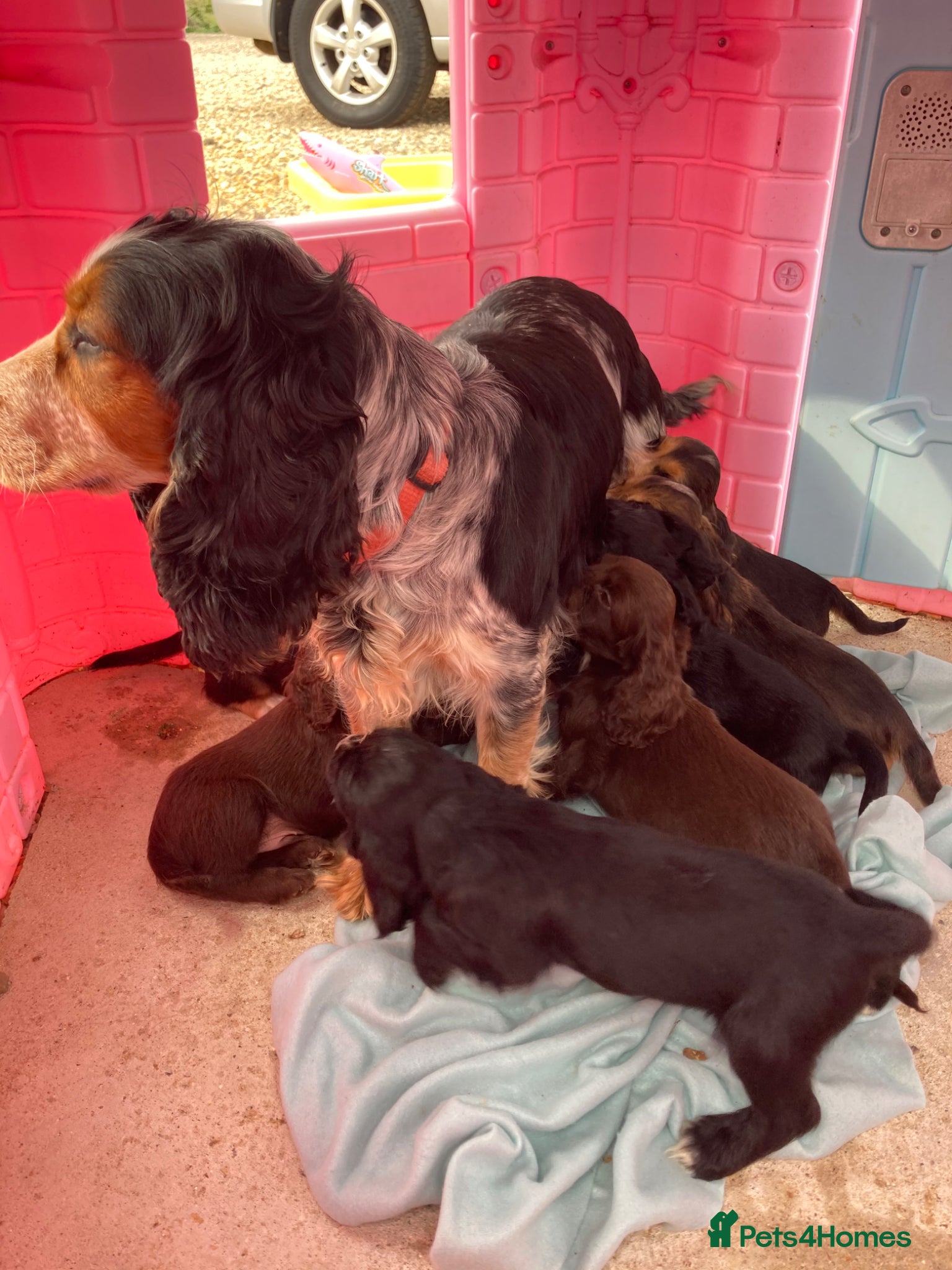 Cocker Spaniel dogs Cocker spaniel puppy’s  - Advert 1