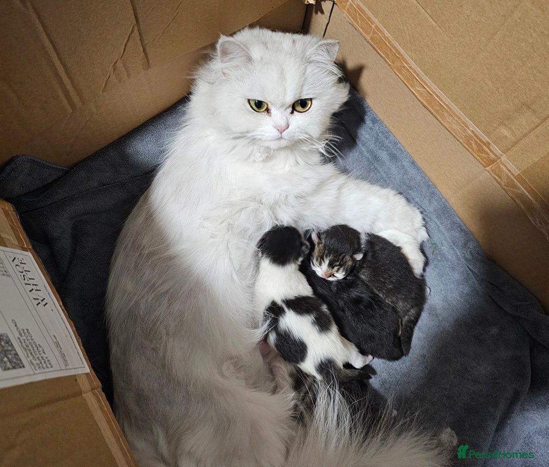 Mixed Breed cats for sale: Persian Chinchilla Cross Kittens - Image 31