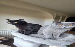 British Shorthair cats for sale: Storm and Cosmo  - Image 2