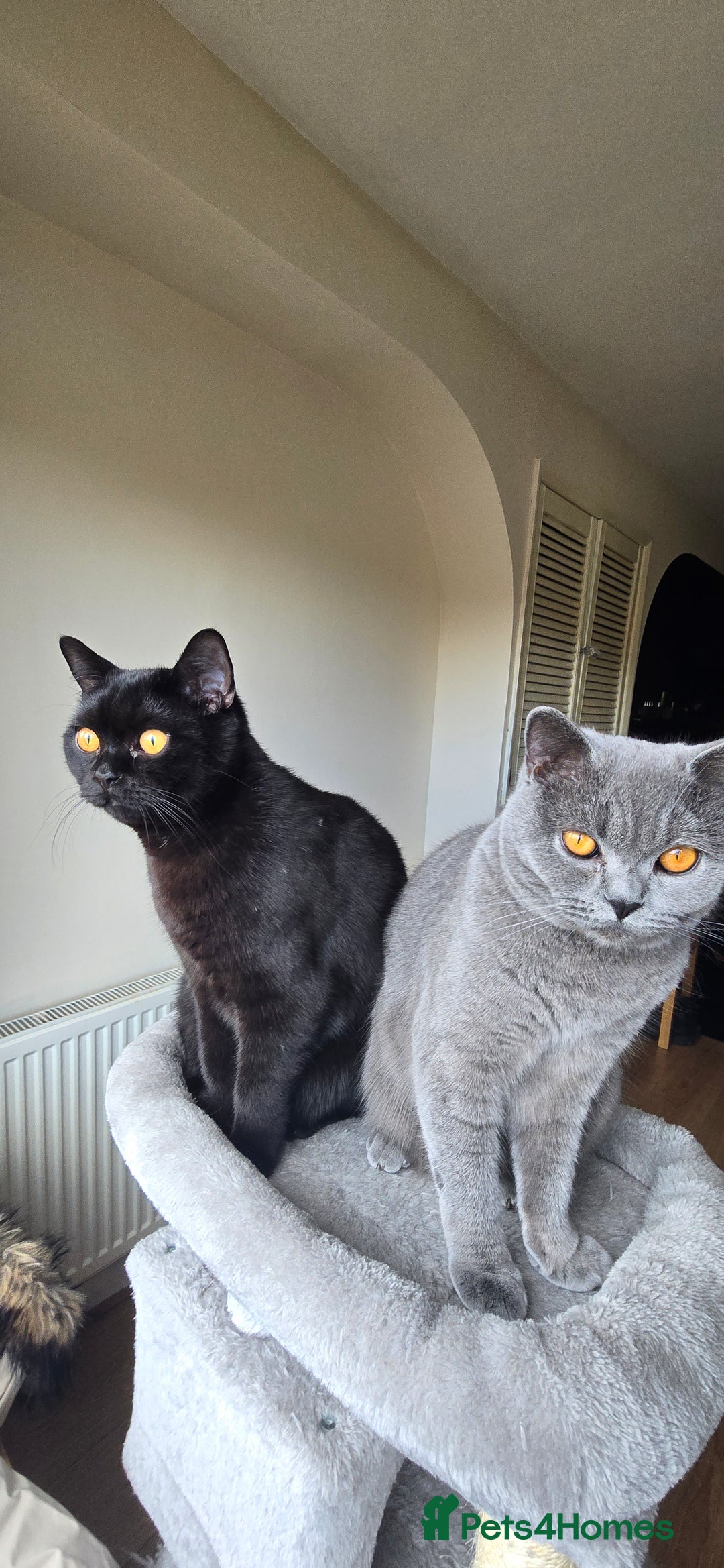 British Shorthair cats for sale: Storm and Cosmo  - Image 2